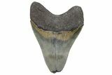 Serrated, Fossil Megalodon Tooth - Georgia #338701-1